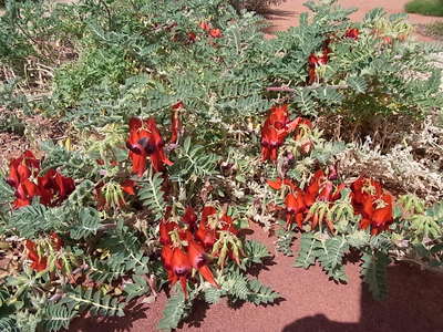 2012 4 flinders 095.jpg