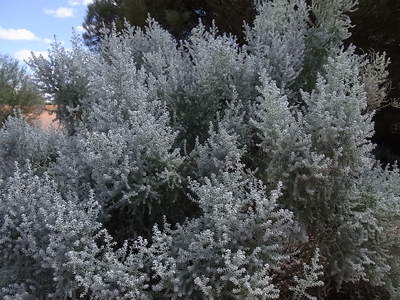 2012 4 flinders 098.jpg