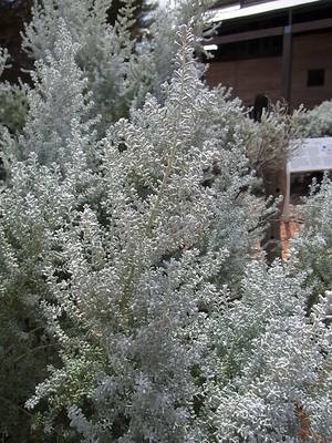 2012 4 flinders 099.jpg