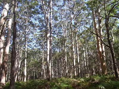 2012 5 Boranup Forest.jpg
